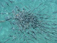 bibit lele, bibit ikan lele, harga bibit lele, daftar harga bibit lele, lele, bibit ikan